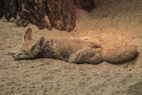 Fennec Fox is sleeping in the dessert