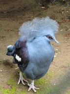 blue fluffy bird