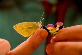 gonepteryx rhamnvi on the finger