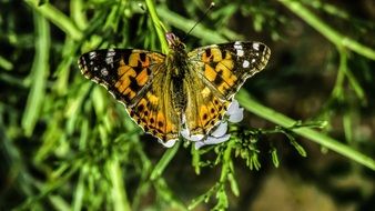 butterfly on the plant in spring close-up on blurred background