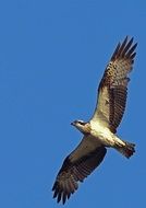 eagle in wide flight close-up