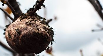 hornet's nest on a tree branch