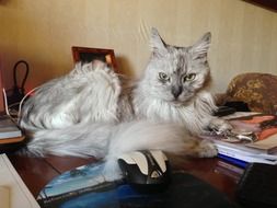 the kitten is lying on the table