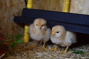 cute small Chickens