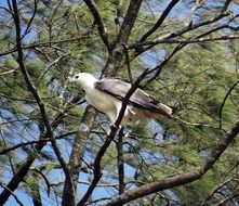 White-Bellied Eagle Bird