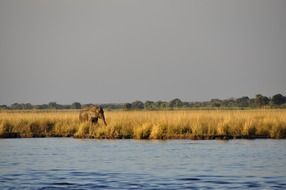 elephant in Botswana