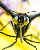 Butterfly Eyes and Proboscis, macro