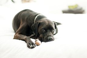 Domestic Black Puppy