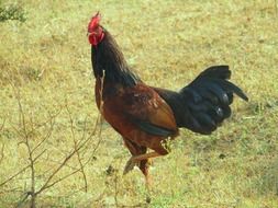 farmer cock standing on one leg