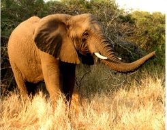 big african Elephant Wildlife portrait