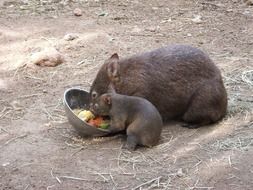 wombat and cub eat from a bowl