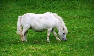 Small Pony