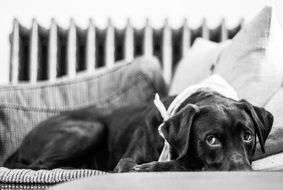 cute domestic dog on the couch