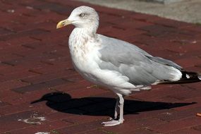 herring gull on the pavement close-up