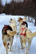Siberian husky in a harness