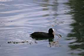 Coot Water Swim Bird