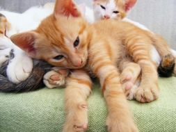 cute kittens lying together