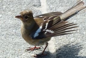 Young bird on the ground