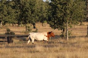white with brown face of the cow