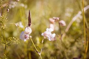 Butterfly Meadow Natural