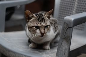 domestic grey cat on the chair