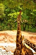 brown giraffe family in the reserve