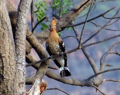 hoopoe on a tree branch
