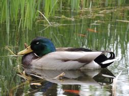 Duck in pond