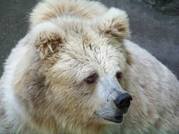wondrous Bear Animal