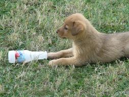 Puppy Small Young