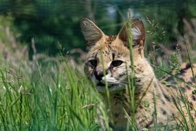 Serval in the grass