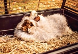 cuddly fluffy rabbit