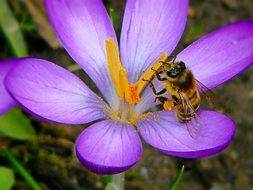 insect on purple crocus close-up