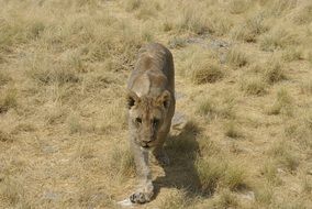 beautiful and amazing Lioness