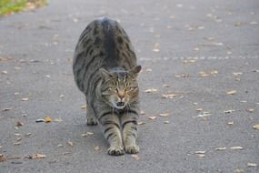 Cat Mackerel Stretch