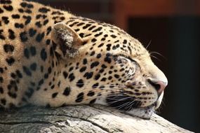 Cheetah is sleeping close-up on blurred background