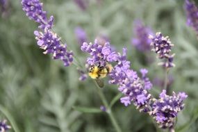 bee on lavender flower in the field