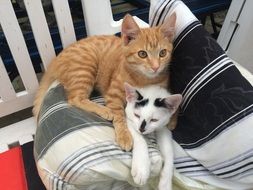 cats play on pillows