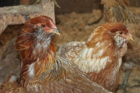 brown araucana on the farm