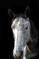 horse head in the dark