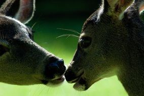 kiss of a pair of young deer close-up on blurred background