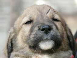 puppy head close up on blurred background