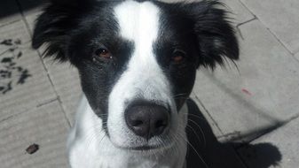 white dog black ears Portrait