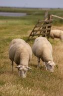 grazing sheep