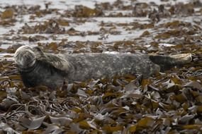 Seal on the Farne Island, England