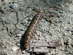 caterpillar on gray ground