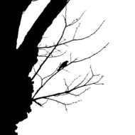 silhouette of a big tree and a small bird