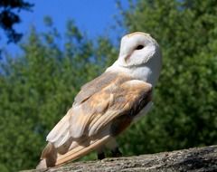 cute lovely Barn Owl Bird