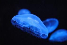blue jellyfish on the black bottom of the sea