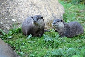 funny Pair Of Otters wild portrait